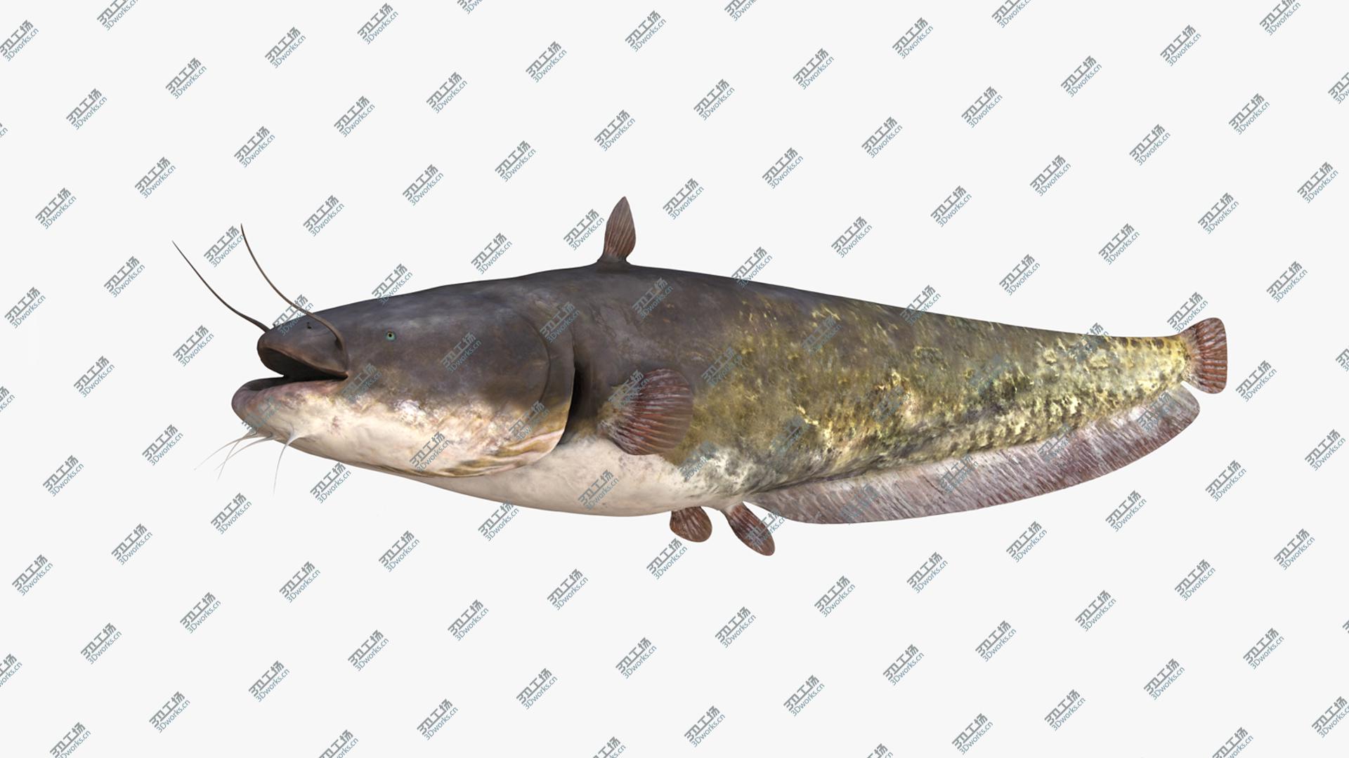 images/goods_img/202105072/European Wels Catfish Green-Brown 3D model/1.jpg